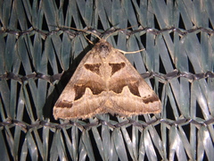 Euclidia triquetra