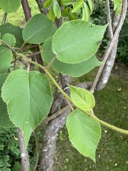 Actinidia chinensis