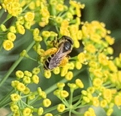 Halictus ligatus