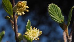 Cercocarpus betuloides betuloides