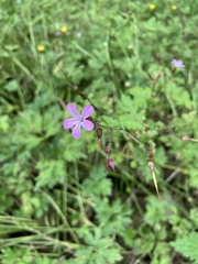 Geranium robertianum