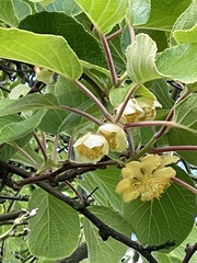 Actinidia chinensis