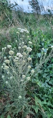 Achillea millefolium