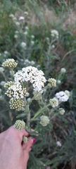 Achillea millefolium
