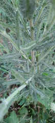 Achillea millefolium