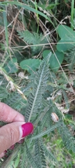 Achillea millefolium