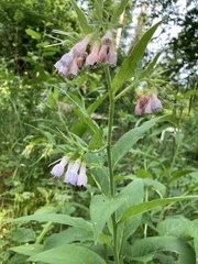 Symphytum officinale