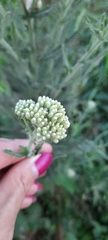 Achillea millefolium