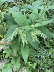 Symphytum officinale