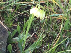 Fritillaria liliacea