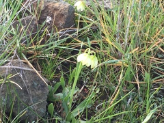 Fritillaria liliacea