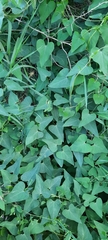 Cynanchum acutum