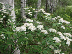 Spiraea flexuosa