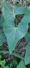 Cynanchum acutum