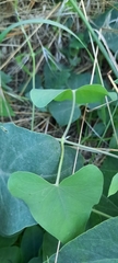 Cynanchum acutum