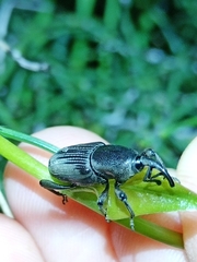 Cosmopolites sordidus