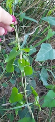 Cynanchum acutum