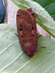 Noctua pronuba