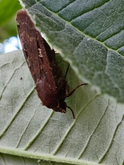 Noctua pronuba