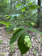 Ostrya virginiana image