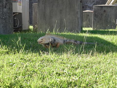 Iguana iguana