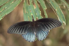 Papilio memnon