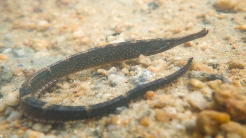 Penseel-zeenaaldvis (Hippichthys penicillus) — Syngnathidae