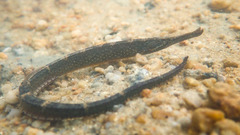 Hippichthys penicillus