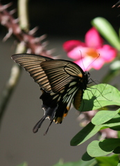 Papilio memnon