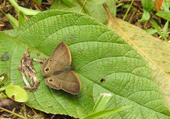 Cissia pseudoconfusa