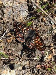 Euphydryas editha bayensis
