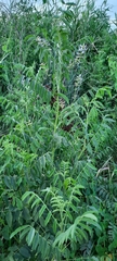 Glycyrrhiza glabra