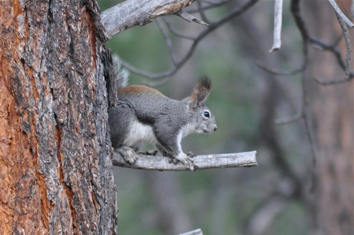 Abert's Squirrel