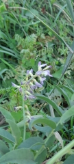 Glycyrrhiza glabra
