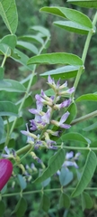 Glycyrrhiza glabra