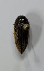 Acmaeodera princeps