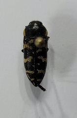 Acmaeodera obtusa