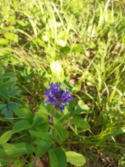 Campanula glomerata