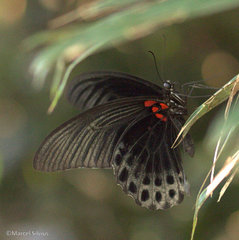 Papilio memnon