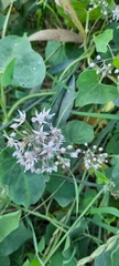 Cynanchum acutum