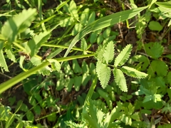 Sanguisorba officinalis