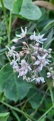 Cynanchum acutum