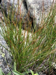 Oreojuncus trifidus