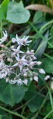 Cynanchum acutum