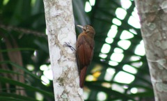 Dendrocincla fuliginosa