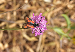 Zygaena punctum