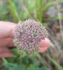 Hylotelephium telephium