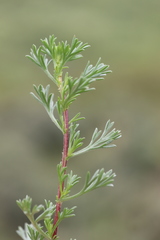 Artemisia campestris maritima