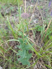 Hylotelephium telephium