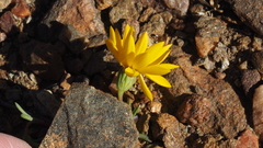 Pentachaeta aurea aurea